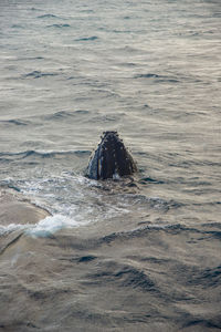 View of horse in sea