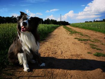 Portrait of dog relaxing on dirt road