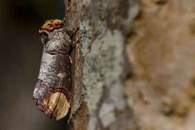 Close-up of lizard on tree trunk