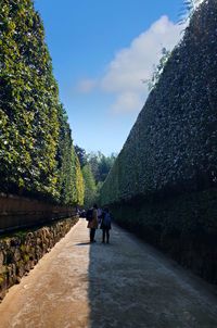 Rear view of people walking on footpath amidst trees against sky