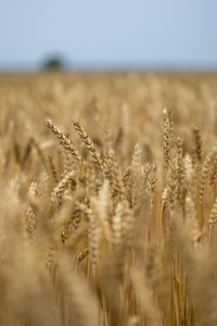 Close-up of wheat field against sky