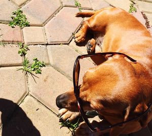 High angle view of dog wearing sunglasses on footpath during sunny day