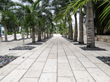 View of palm trees