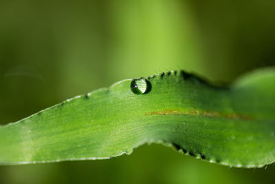 Close-up of water on leaf