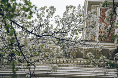 Cherry blossom tree by building against sky