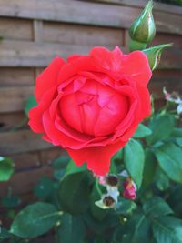 Close-up of red rose blooming outdoors