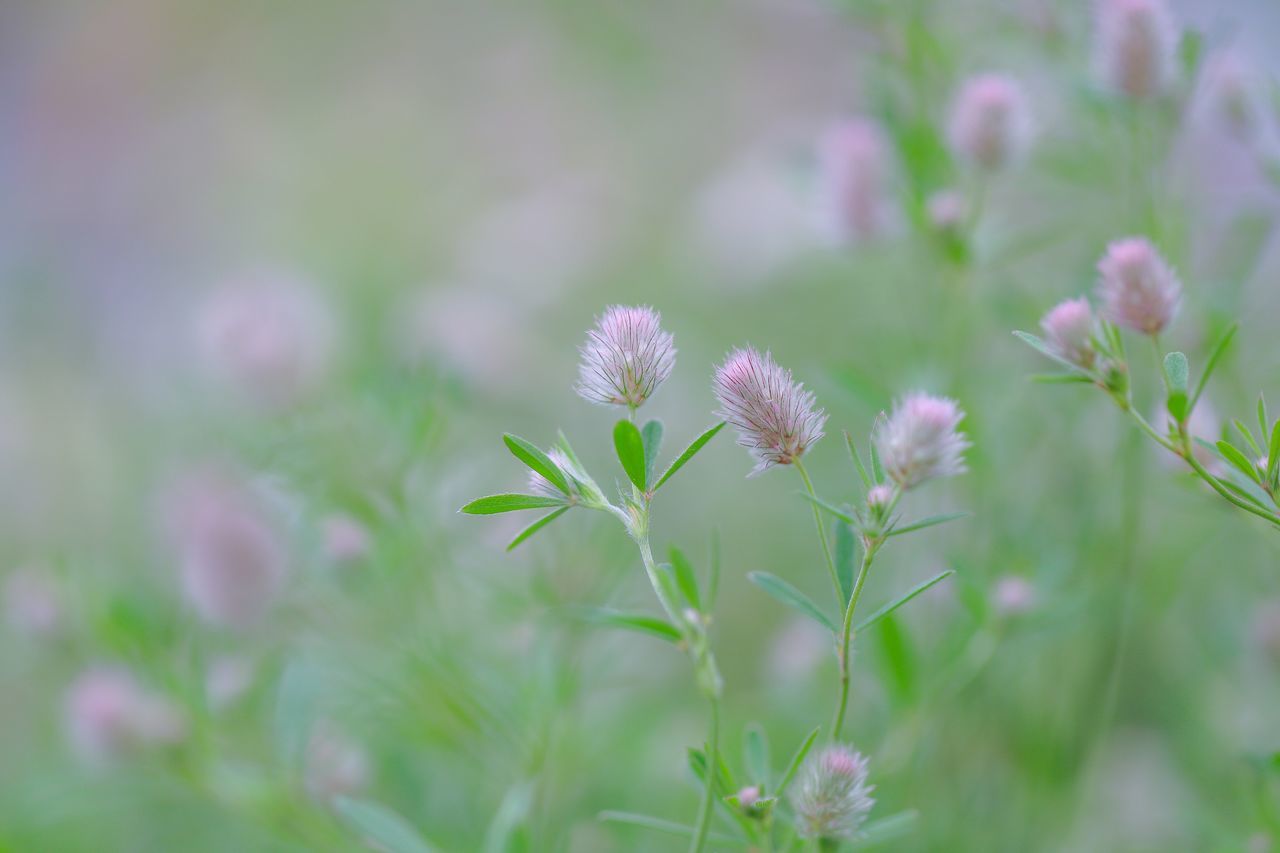 flowering plant, flower, vulnerability, fragility, plant, beauty in nature, growth, freshness, close-up, selective focus, nature, no people, flower head, inflorescence, day, land, petal, outdoors, pink color, field, softness, purple