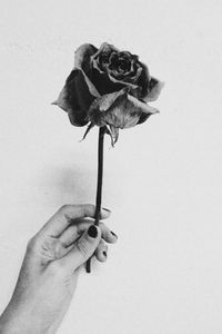 Close-up of hand holding flower over white background