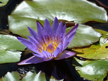 Close-up of lotus water lily