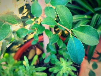 Close-up of green leaves