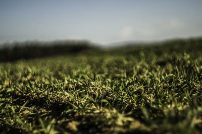 Close-up of fresh green field against sky