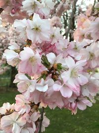Close-up of pink cherry blossoms in spring