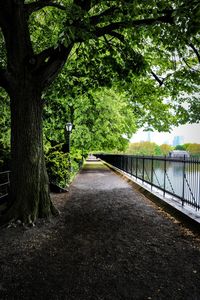 Footpath amidst trees in park