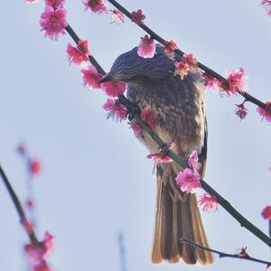 Low angle view of pink cherry blossoms against sky