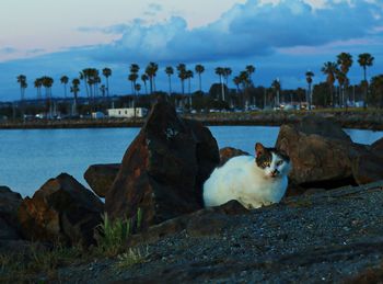 Portrait of cat sitting at lakeshore during sunset