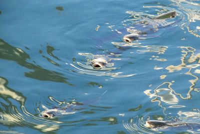 Ducks swimming in water