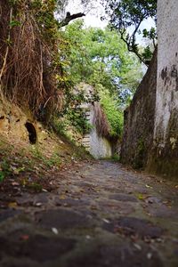 Dirt road amidst trees