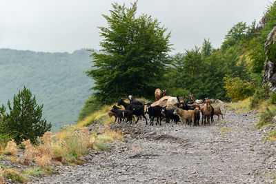 Cows in a farm