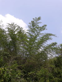 Low angle view of tree against sky