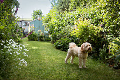 Labradoodle in garden