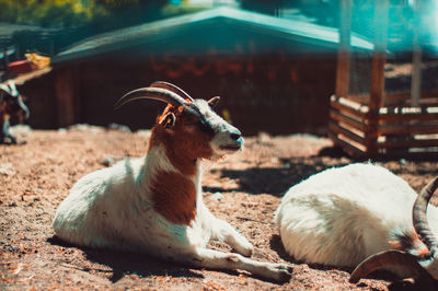View of a goat on field
