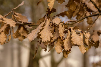 Close-up of dry leaves on branch