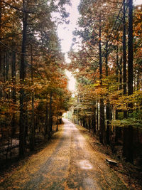 Road passing through forest