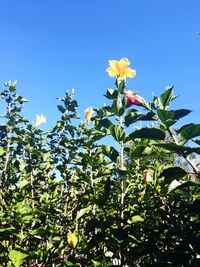 Low angle view of flowers