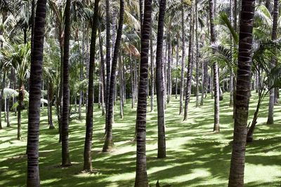 Trees in forest