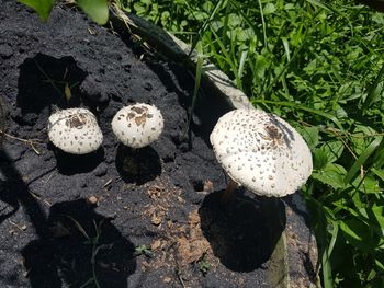 High angle view of mushrooms growing on field