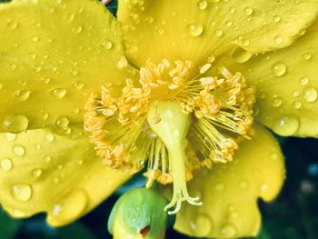 Close-up of wet yellow flower