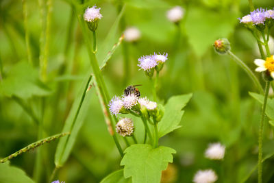 Close-up of insect on purple flowering plant