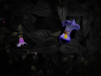 Close-up of purple flowers