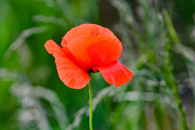 Close-up of red hibiscus flower