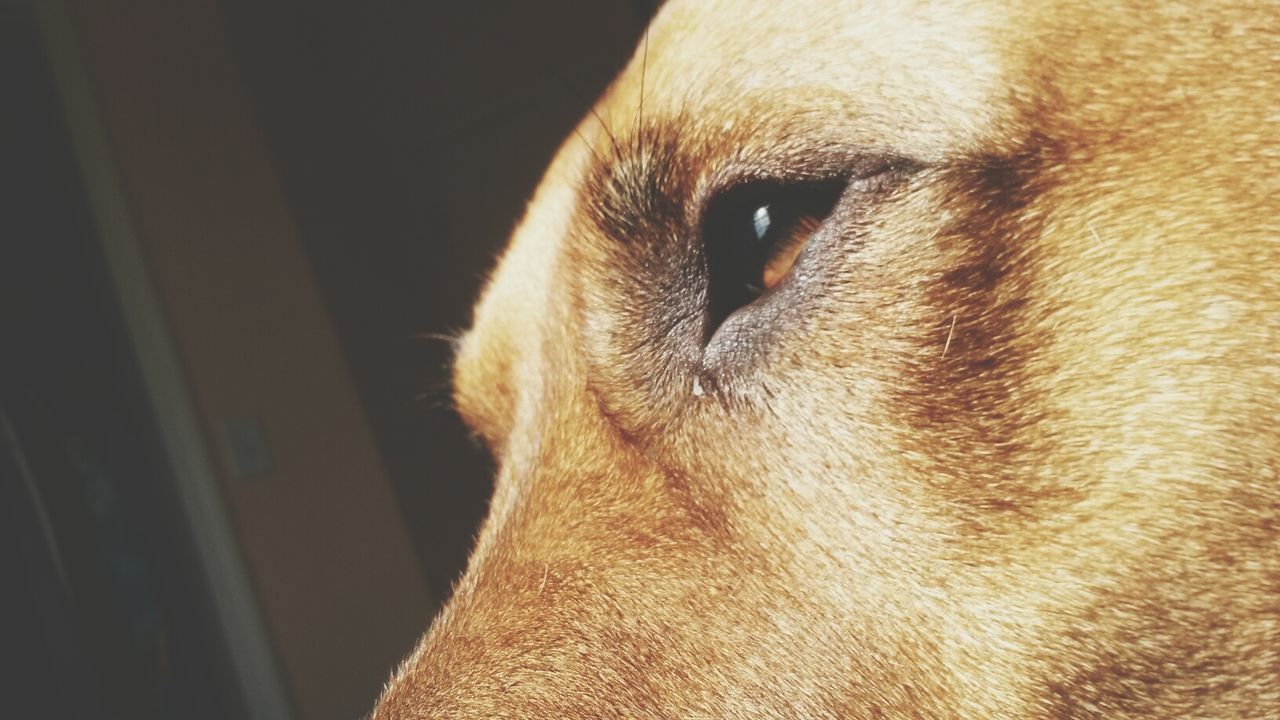 one animal, domestic animals, animal themes, pets, mammal, animal head, close-up, dog, animal body part, indoors, looking away, part of, no people, brown, animal eye, focus on foreground, snout, whisker, selective focus, animal nose