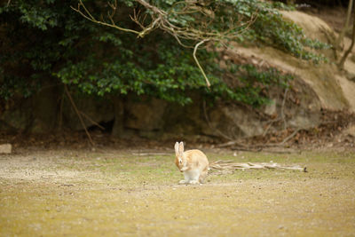 Cat standing in a field