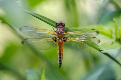 Close-up of dragonfly on leaf