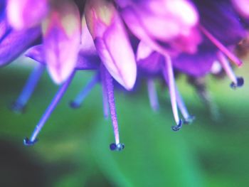 Close-up of purple flowers