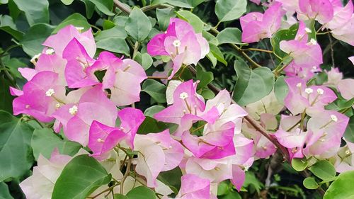 Close-up of pink bougainvillea blooming outdoors