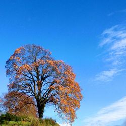 Low angle view of trees against blue sky