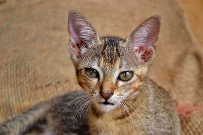 Close-up portrait of a cat