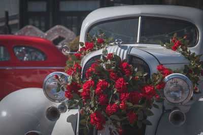 Close-up of red flower