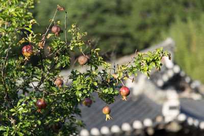 Low angle view of pomegranates on tree against sky