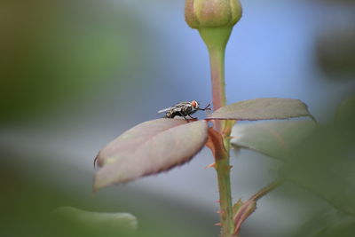 Close-up of insect on flower