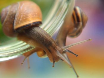 Close-up of snail