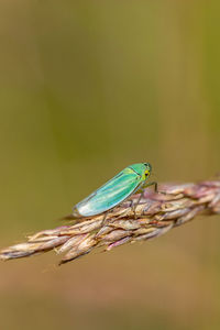 Close-up of insect