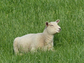 View of a sheep on field