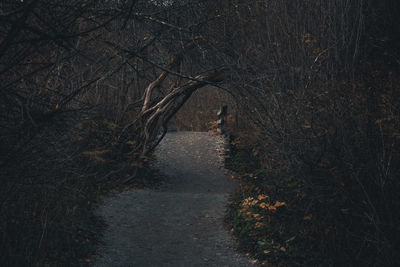 Empty road amidst trees in forest