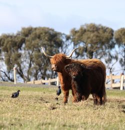 Highland cattle in a field
