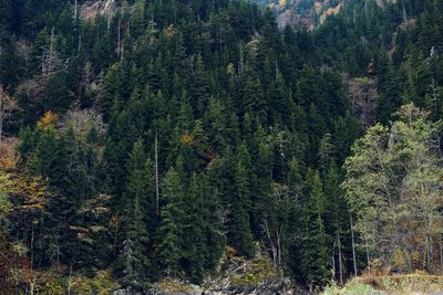 High angle view of pine trees in forest